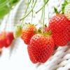 いちご（とちおとめ）