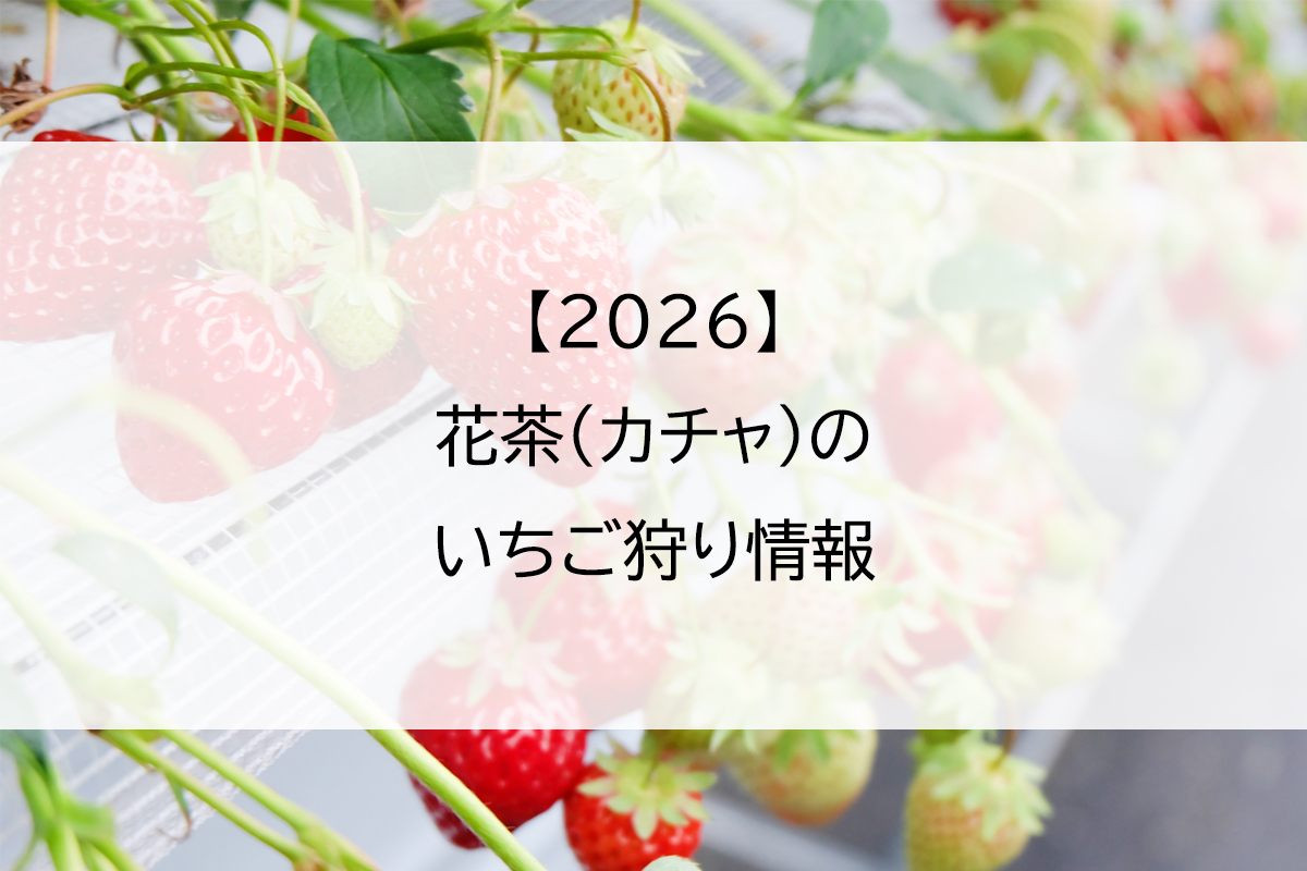 【2026】花茶(カチャ)のいちご狩り情報