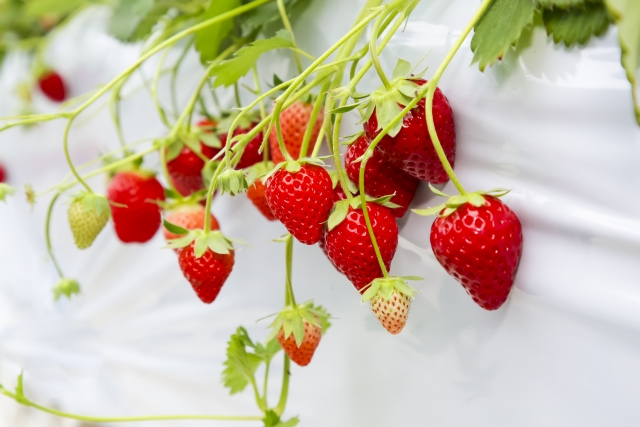 たくさん実ったイチゴ