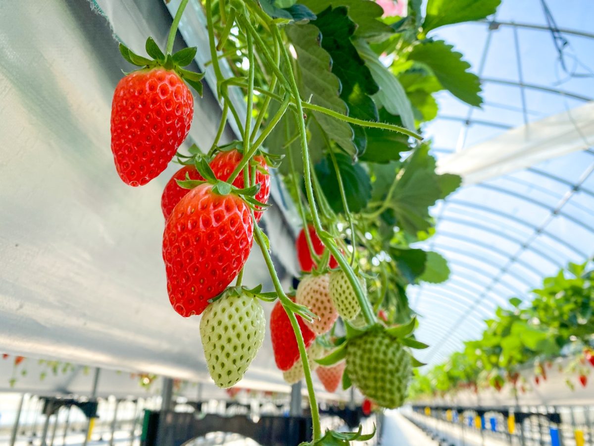 いちご生産の様子