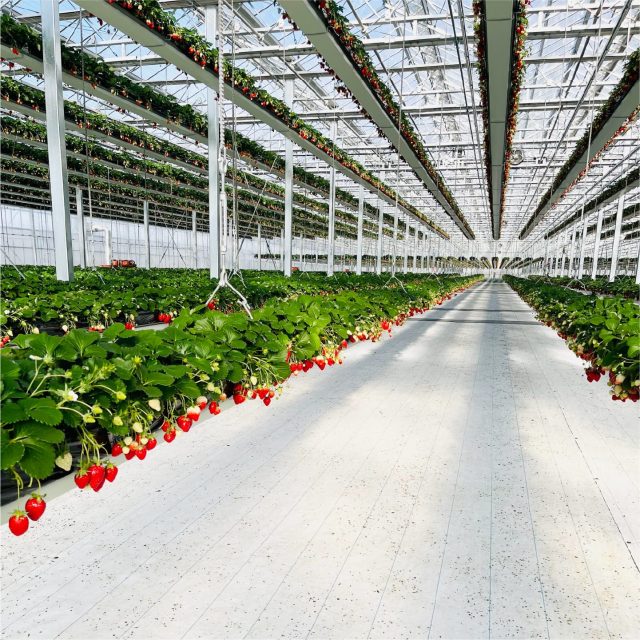 GRANBERRY DAICHI(グランベリー大地)のいちご狩り