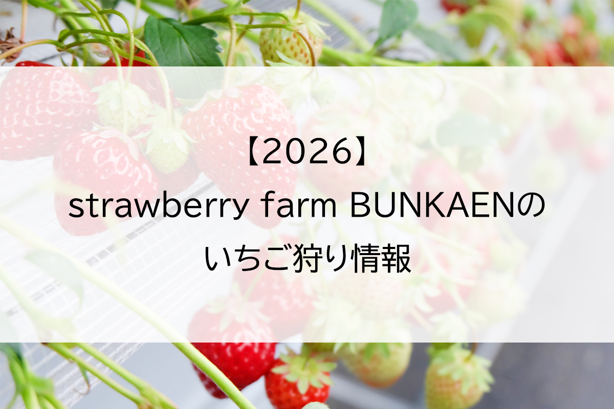 【2026】strawberry farm BUNKAENのいちご狩り情報