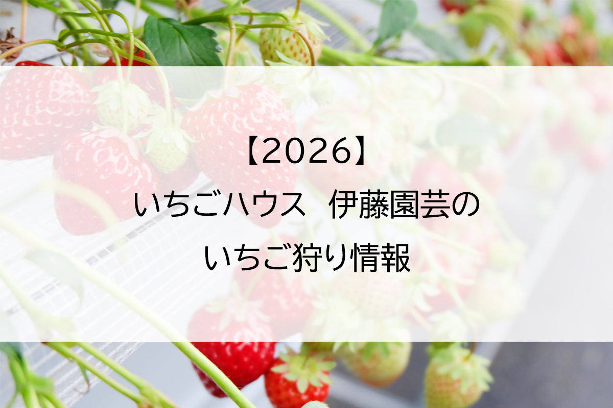 【2026】いちごハウス　伊藤園芸のいちご狩り情報