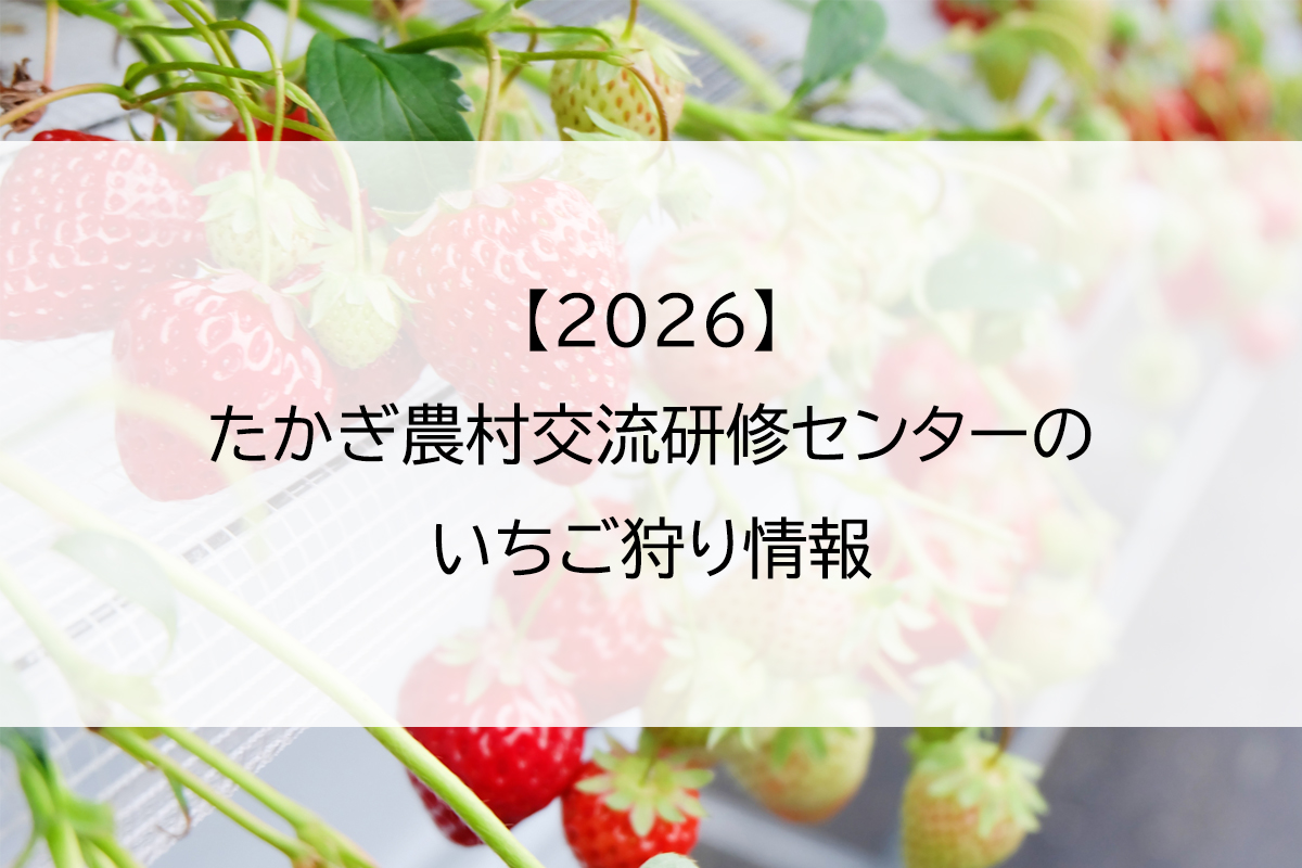 【2026】たかぎ農村交流研修センターのいちご狩り情報
