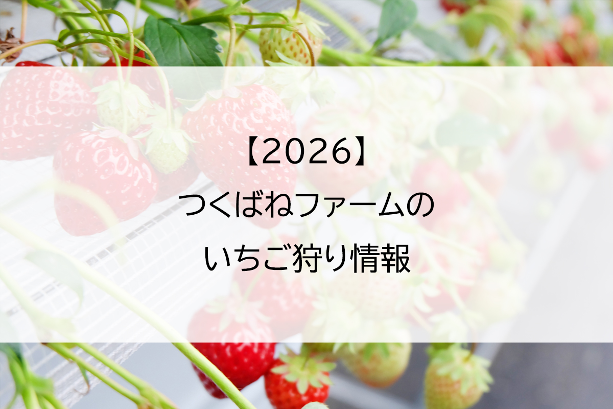 【2026】つくばねファームのいちご狩り情報