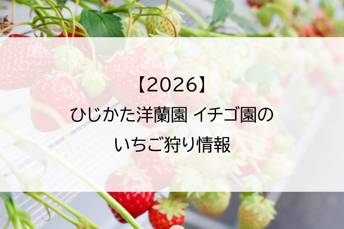 【2026】ひじかた洋蘭園 イチゴ園のいちご狩り情報