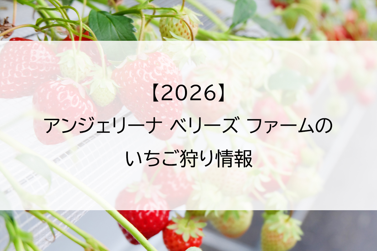 【2026】アンジェリーナ ベリーズ ファームのいちご狩り情報