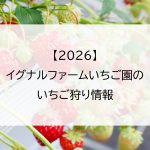 【2026】イグナルファームいちご園のいちご狩り情報