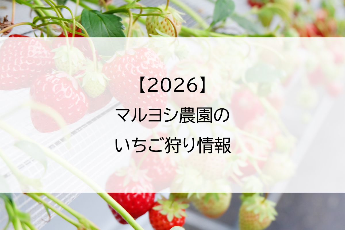 【2026】マルヨシ農園のいちご狩り情報