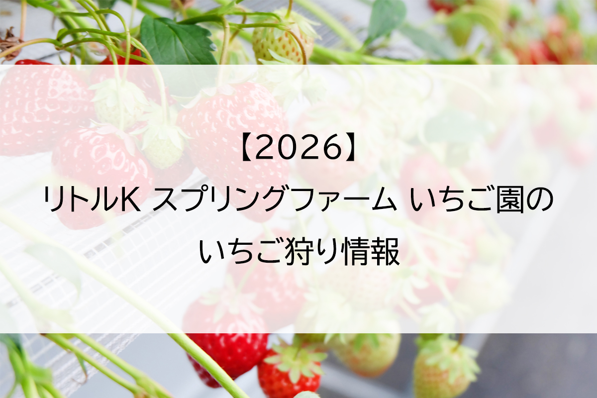 【2026】リトルK スプリングファーム いちご園のいちご狩り情報