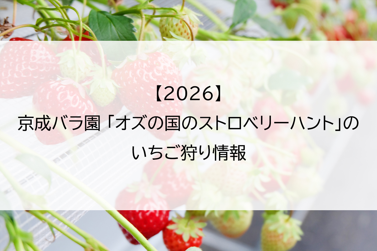 【2026】京成バラ園 「オズの国のストロベリーハント」のいちご狩り情報