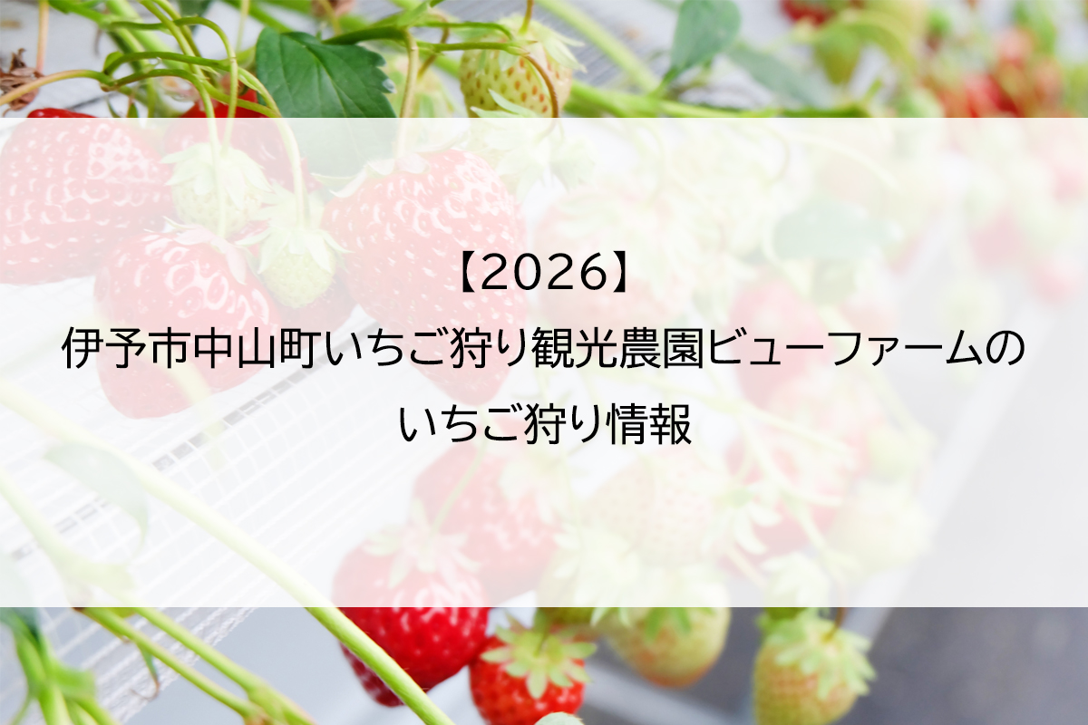 【2026】伊予市中山町いちご狩り観光農園ビューファームのいちご狩り情報