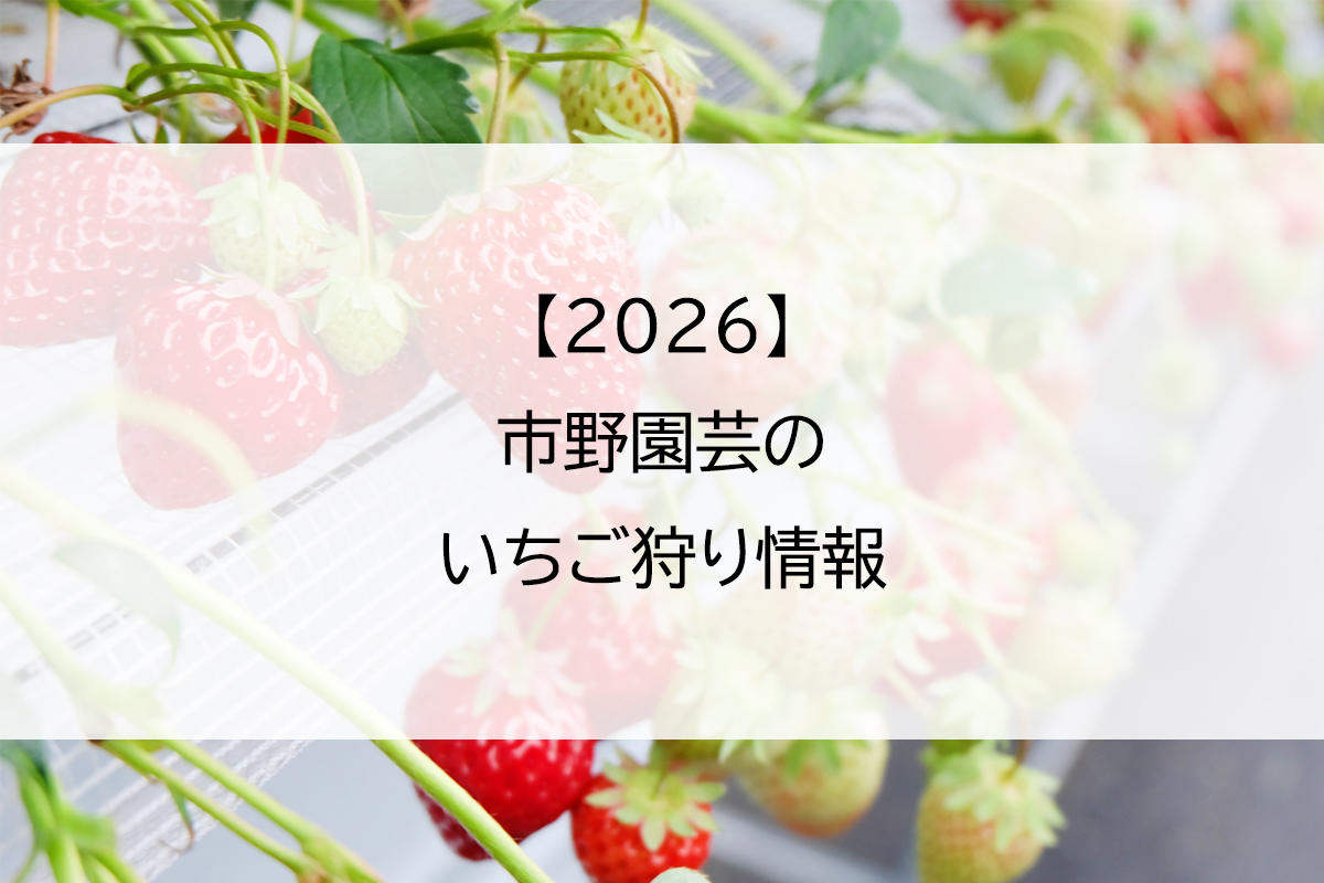 【2026】市野園芸のいちご狩り情報
