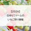 【2026】白ゆりファームのいちご狩り情報