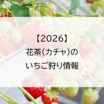 【2026】花茶(カチャ)のいちご狩り情報