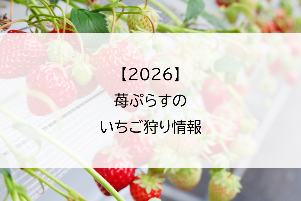 【2026】苺ぷらすのいちご狩り情報