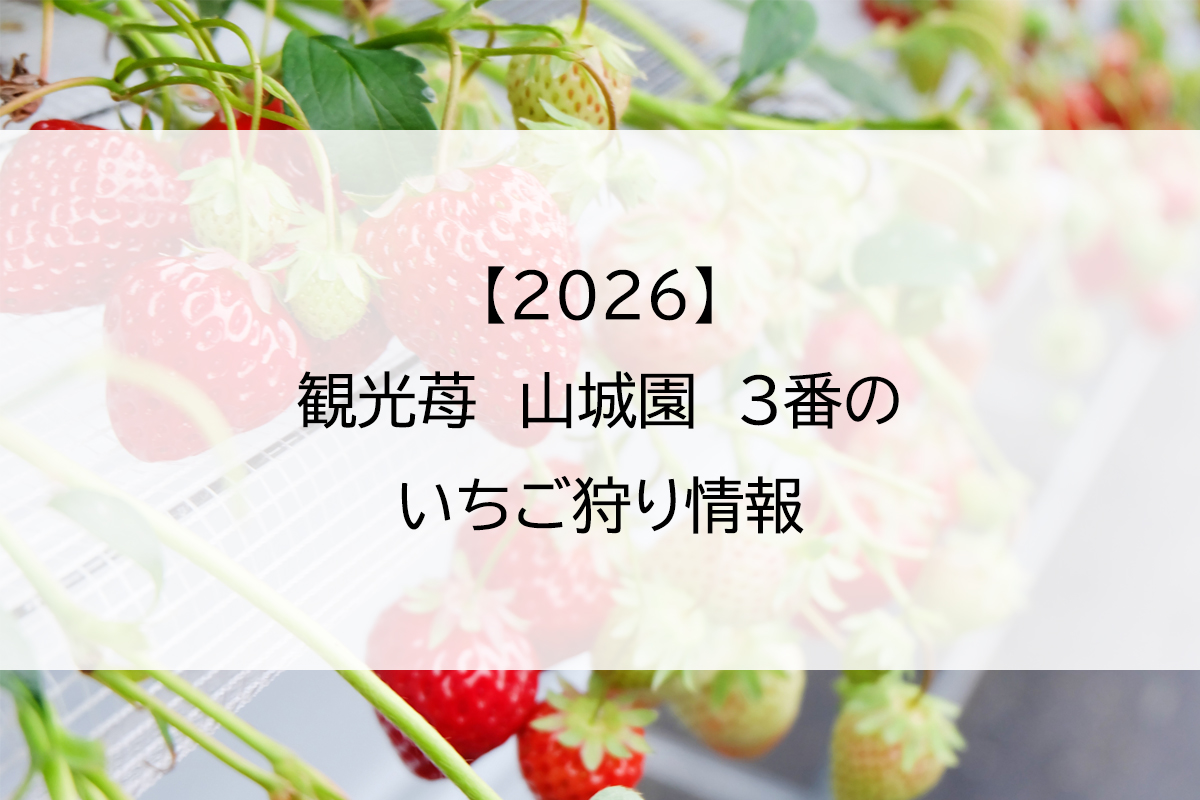 【2026】観光苺　山城園　3番のいちご狩り情報