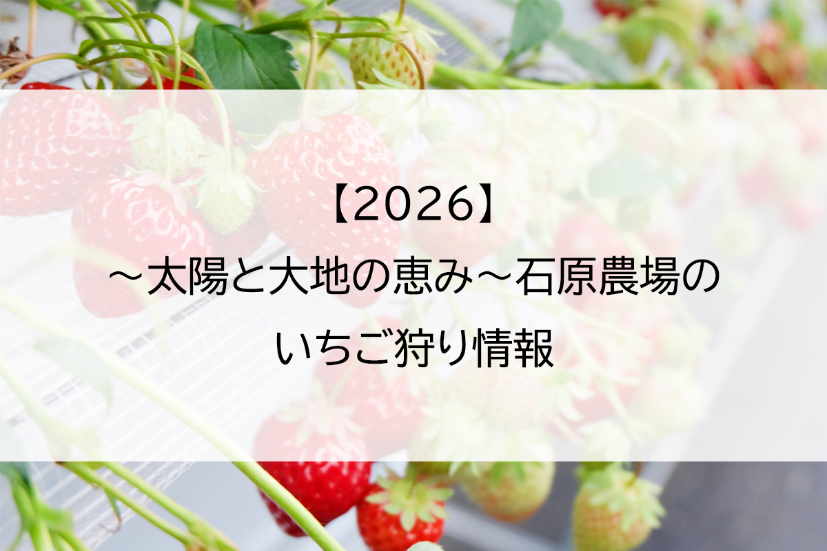 【2026】～太陽と大地の恵み～石原農場のいちご狩り情報