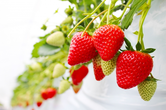 いちご狩りのイメージ